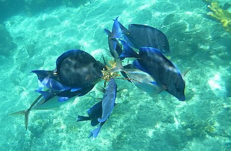 17 Févr 26 - Norman Island