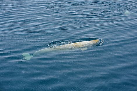 7 Mars 27 - Navigation dans le golfe du Saint-Laurent