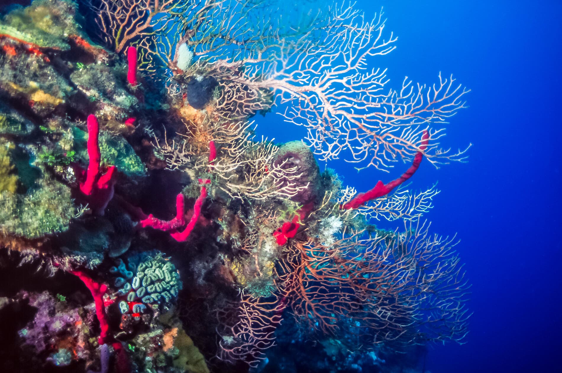 Sanctuaires naturels et rencontres caribéennes