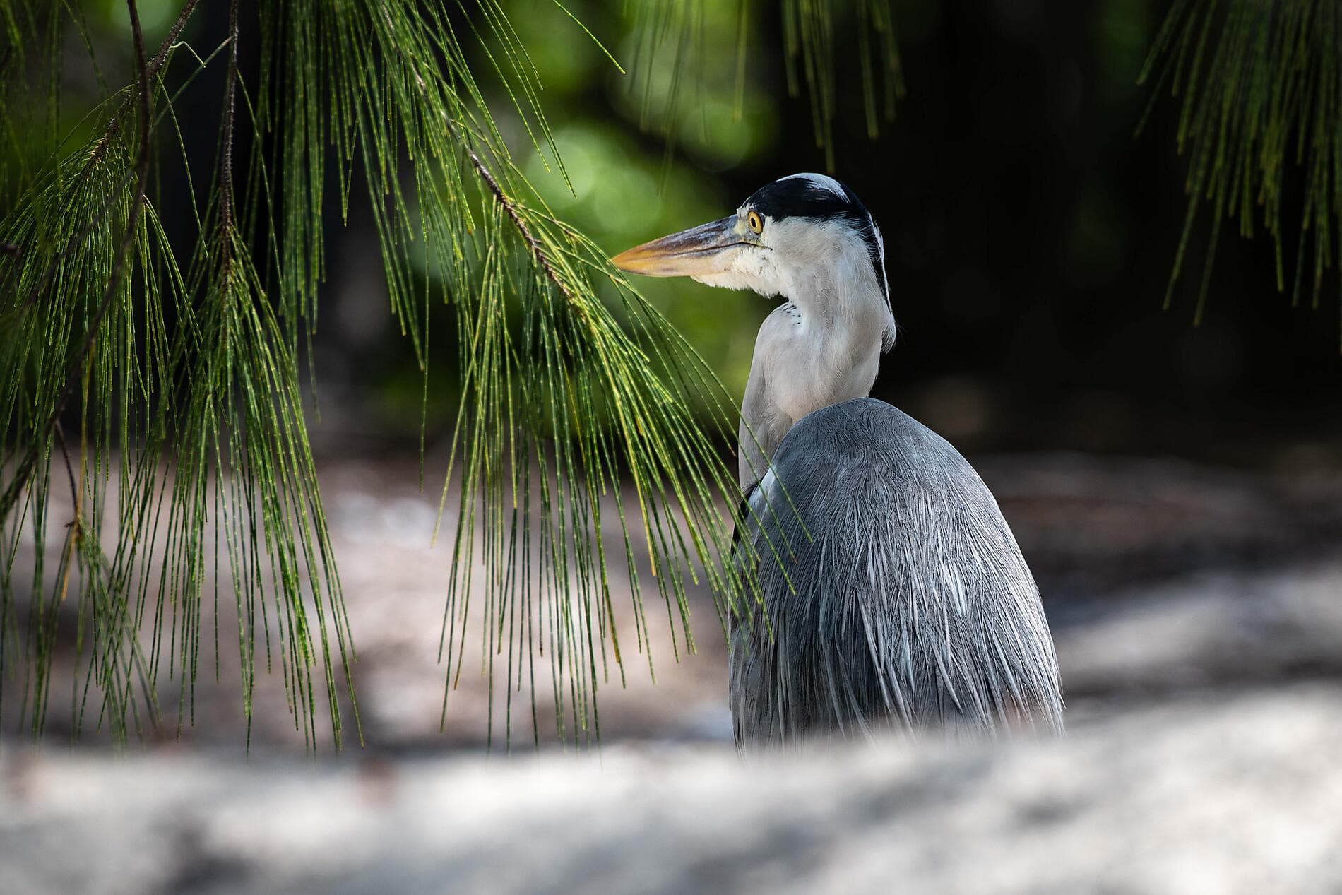 Zanzibar, Aldabra et trésors de l'océan Indien