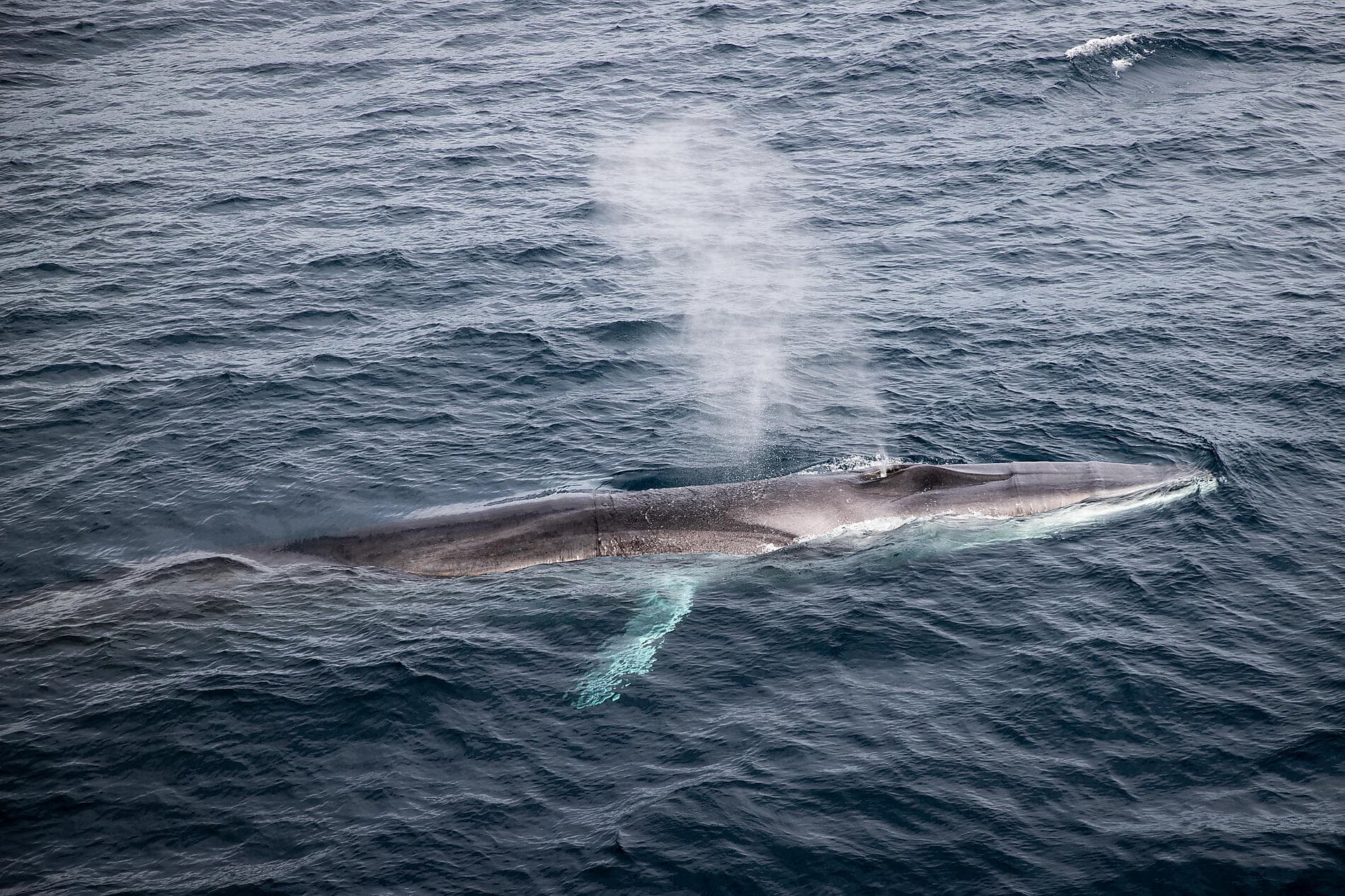 Banquise inexplorée du nord-est du Groenland