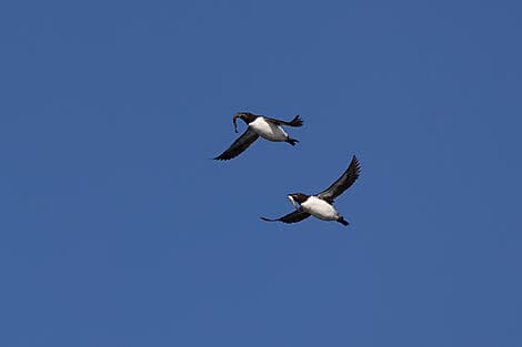 21 Juin 27 - Navigation dans le détroit d'Hinlopen