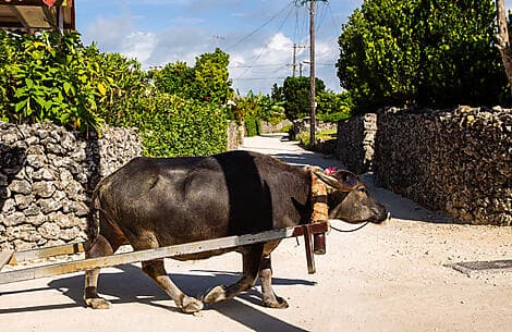 26 Févr 26 - Taketomijima