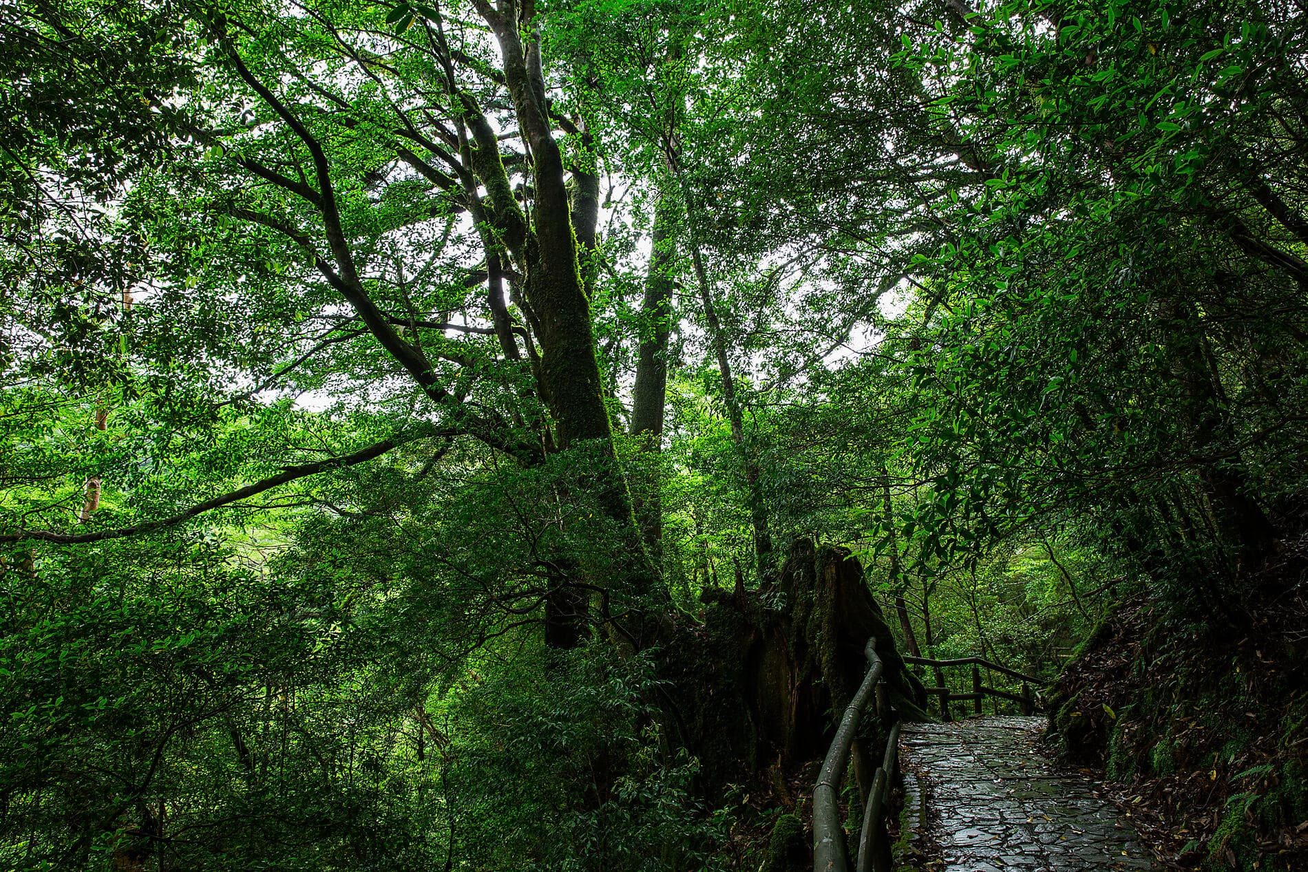 Îles subtropicales et Japon ancestral