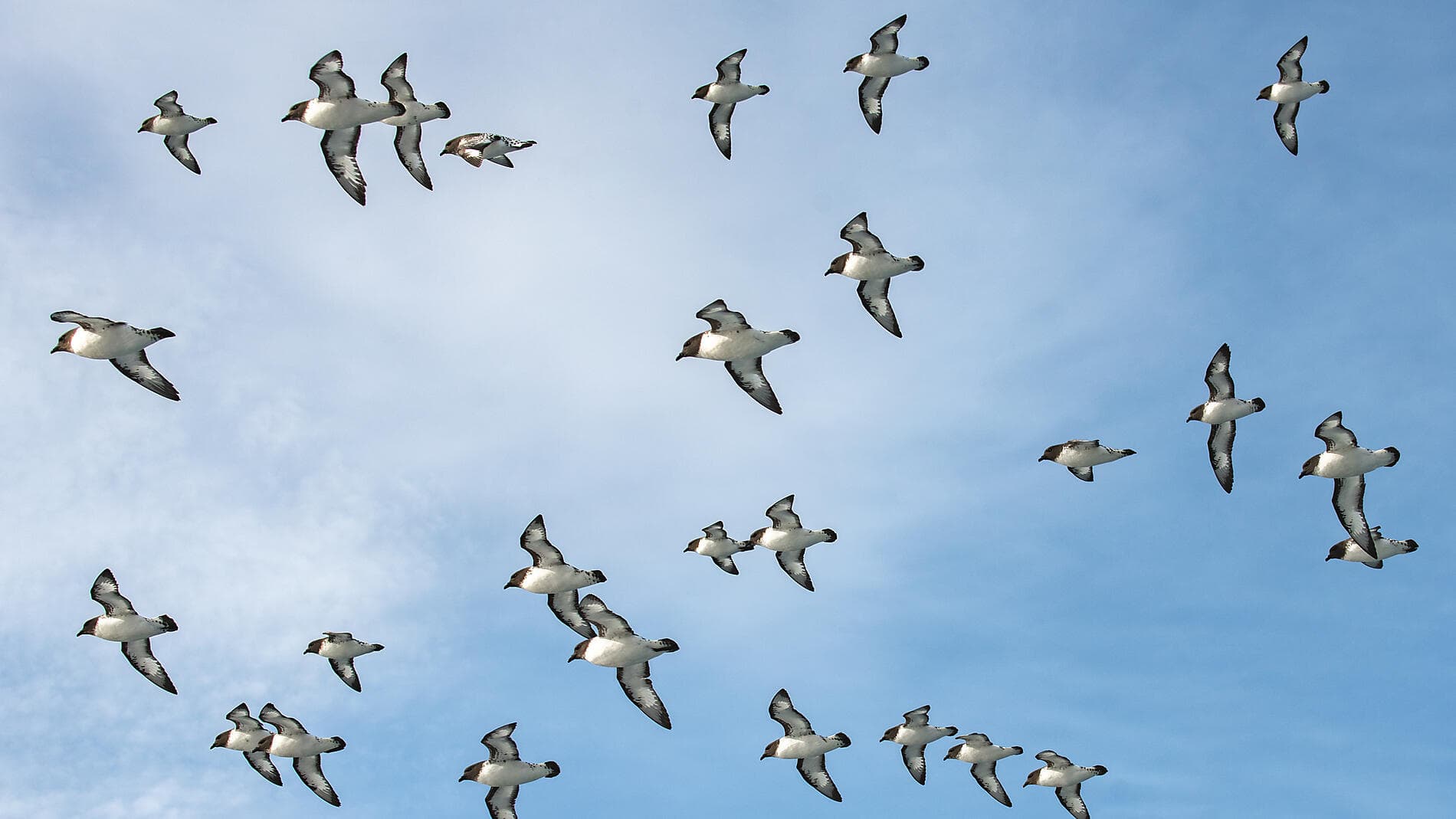 La grande boucle australe