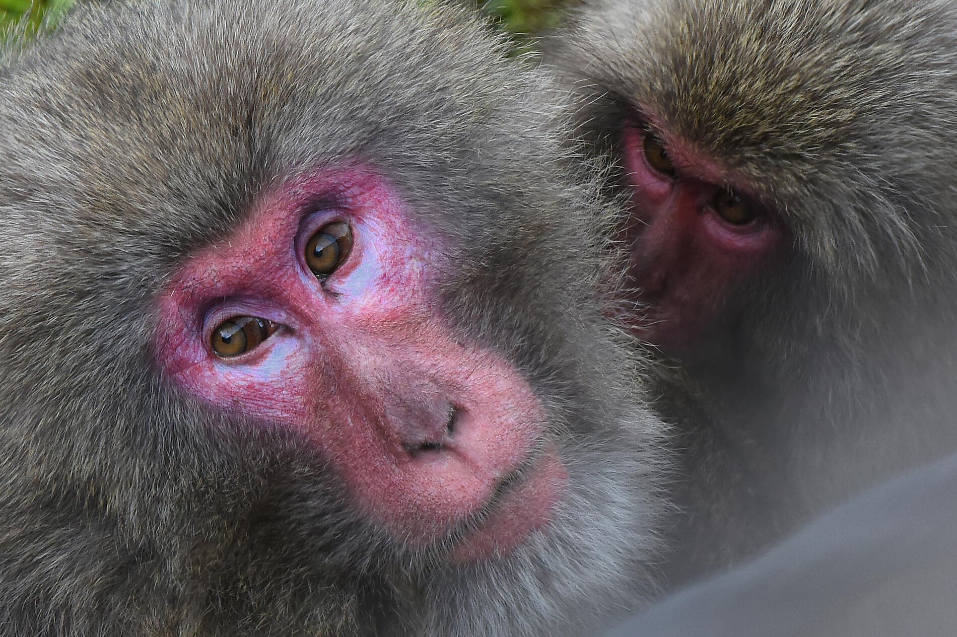Îles subtropicales et Japon ancestral