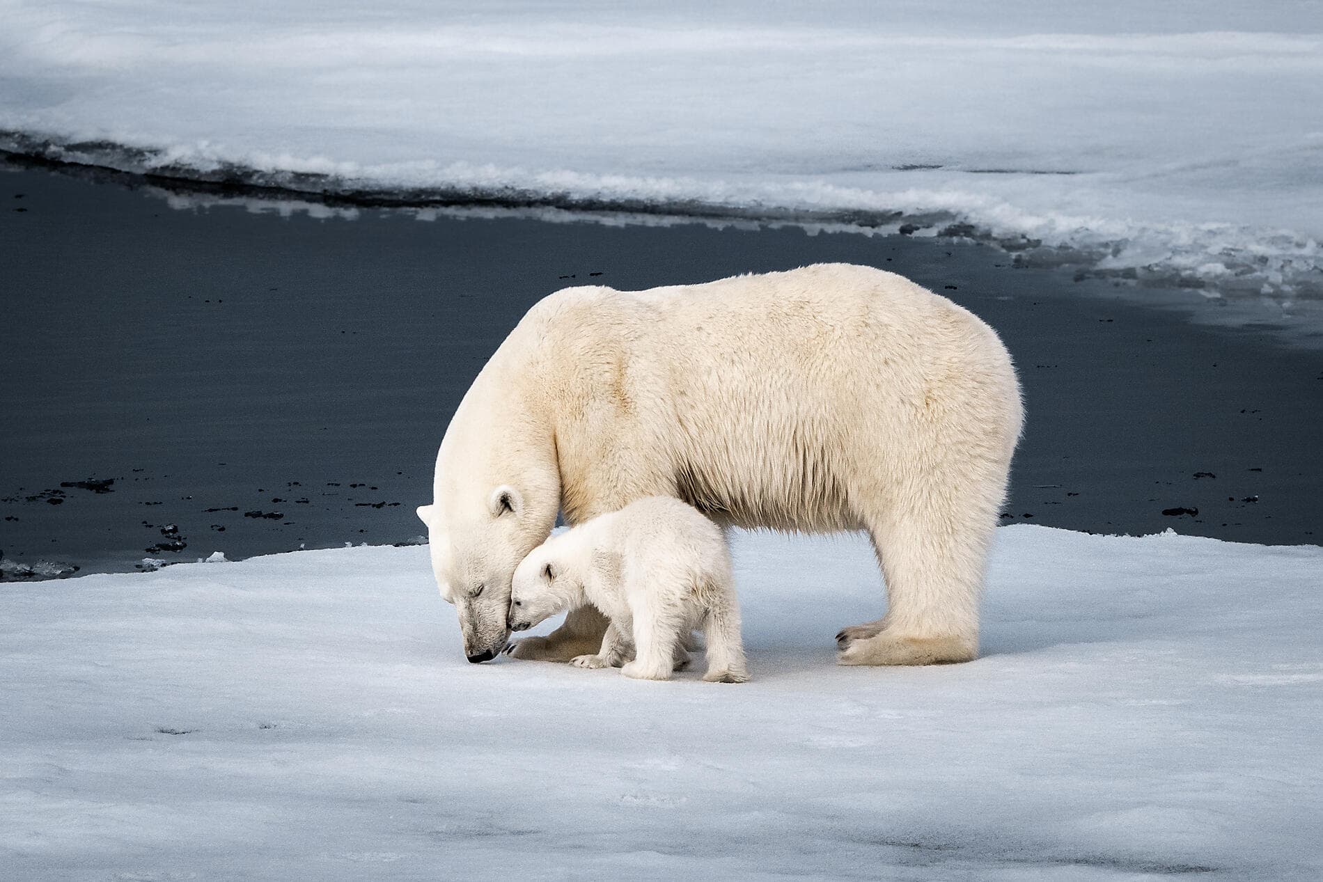 Au cœur des glaces de l'Arctique, du Groenland au Svalbard