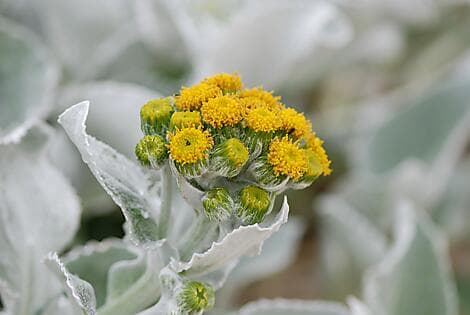 27 Janv 26 - Grave Cove